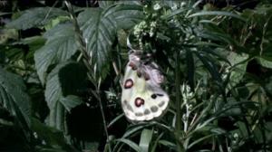 Perhosen lento: 04.04.2016 19.00