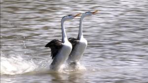 Luontohetki: Eläintarinoita: 17.01.2016 18.15