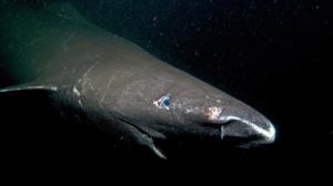 Kylmien vesien asukkaat: Hait: 14.03.2016 19.00