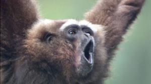 Luontohetki: Eläintarinoita: 24.01.2016 18.15