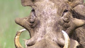 Luontohetki: Eläintarinoita: 31.01.2016 18.15