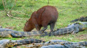 Luontohetki: Eläintarinoita: 07.02.2016 18.15