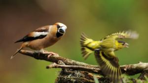 Luontoretkellä: Luonnon aistimuksia: 30.11.2015 13.00