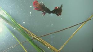 Luontohetki: Eläintarinoita: 26.03.2016 11.05