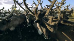 Jäämeri 30 päivässä: 08.03.2016 08.04