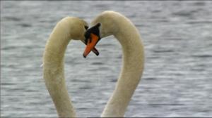 Luontoretkellä: Pariuskollisia eläimiä: 28.03.2016 21.00