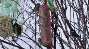 Lintumiehet: 13.11.2015 06.58