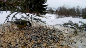 Lintumiehet: 04.12.2015 06.52