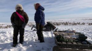 Saamelaisten hiljainen taistelu: 06.02.2016 08.02