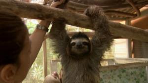 Luontomatkalla Costa Ricassa: 28.10.2015 10.30