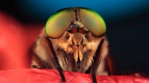 Luontohetki: Erikoisia ekosysteemejä: 21.02.2016 18.15