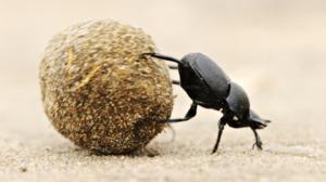 Luontohetki: Erikoisia ekosysteemejä: 14.02.2016 18.15