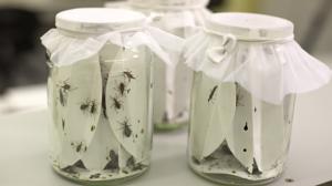 Prisma: Oudoimmat luonnonilmiöt: 21.02.2016 12.40