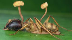 Prisma: Oudoimmat luonnonilmiöt: 20.03.2016 12.36