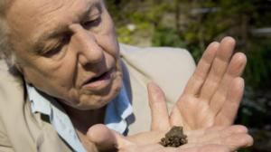 Luontohetki: Attenborough'n erikoiset: 06.03.2016 23.35