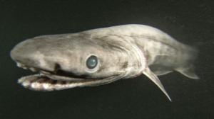 Prisma: Syvänmeren hait: 25.12.2015 08.05