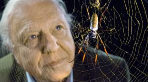 Luontohetki: Attenborough'n erikoiset: 25.10.2015 18.15