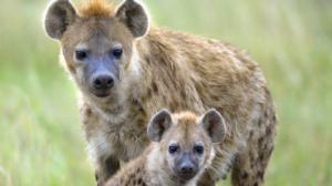 Luontohetki: Attenborough'n erikoiset: 01.11.2015 18.15