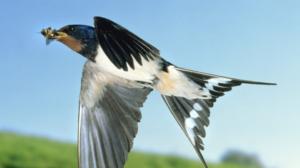 Luontohetki: Attenborough'n erikoiset: 08.11.2015 18.15