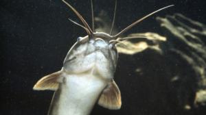 Prisma: Oudoimmat luonnonilmiöt: 10.01.2016 10.00