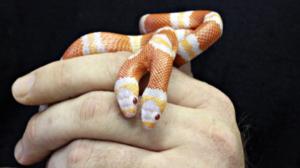 Prisma: Oudoimmat luonnonilmiöt: 17.01.2016 10.00