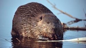 Majavien valtakunta: 09.03.2016 08.00