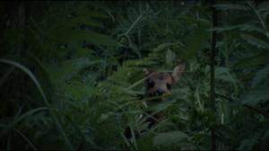 Luonnon öiset kulkijat (S): 09.11.2015 18.30