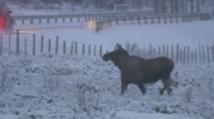 Luontoretkellä: Tunturihirven jäljillä: 23.01.2016 13.30