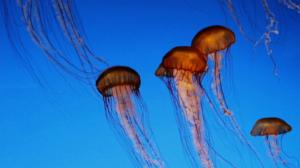 Tiededokumentti: Tuholaiset uhkaavat: 07.01.2016 19.00