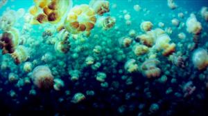 Tiededokumentti: Tuholaiset uhkaavat: 14.01.2016 19.00