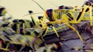 Tiededokumentti: Tuholaiset uhkaavat: 21.01.2016 19.00