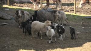 Norjaa ristiin rastiin: 06.01.2016 09.50