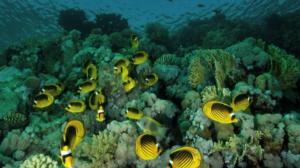 Saltstraumenin vedenalainen maailma: 30.03.2016 12.00