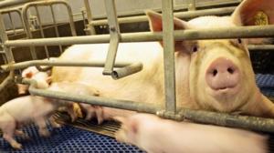 Spotlight: Eläinsuojelulaki hakee sponsoria: 26.10.2015 20.00