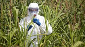 Ulkolinja: Suuri siemenbisnes: 30.12.2015 23.05