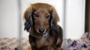 Eläimet lähellä sydäntä: 20.11.2015 16.30