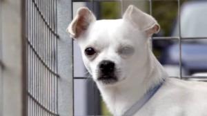 Eläimet lähellä sydäntä: 04.12.2015 16.30