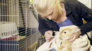 Eläimet lähellä sydäntä: 18.12.2015 13.25