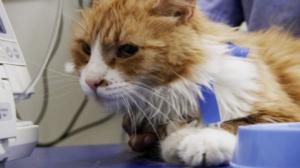 Eläimet lähellä sydäntä: 15.01.2016 16.30