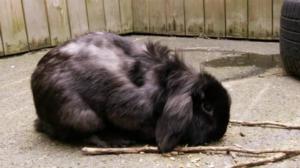 Eläimet lähellä sydäntä: 05.02.2016 16.30