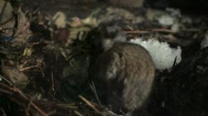 Norjan eläimiä: 13.03.2016 19.50