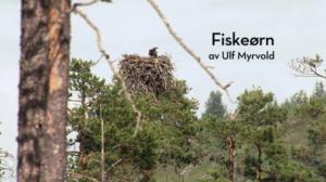 Norjan eläimiä: 27.03.2016 19.50