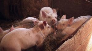 Dokumenttiprojekti: Kylä: 18.04.2016 21.30