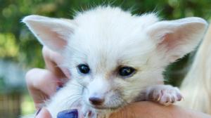 Prisma: Supersöpöt eläimet: 23.12.2015 19.00