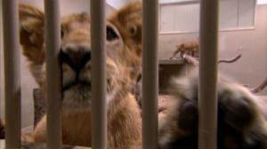 Elämäni eläimet: Eläinsairaalassa: 07.04.2016 15.30