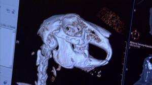 Elämäni eläimet: Eläinsairaalassa: 14.04.2016 15.30