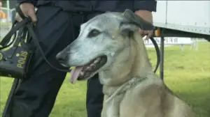 Lain pitkä nenä: 28.02.2016 19.50