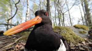 Selkämeri: Elämän suuri kierto: 12.12.2015 18.40