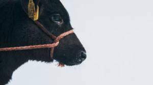 Battle - loppu öyhötykselle!: 10.03.2016 22.00