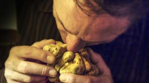 Tiededokumentti: Tuoksujen maailma: 24.12.2015 17.12